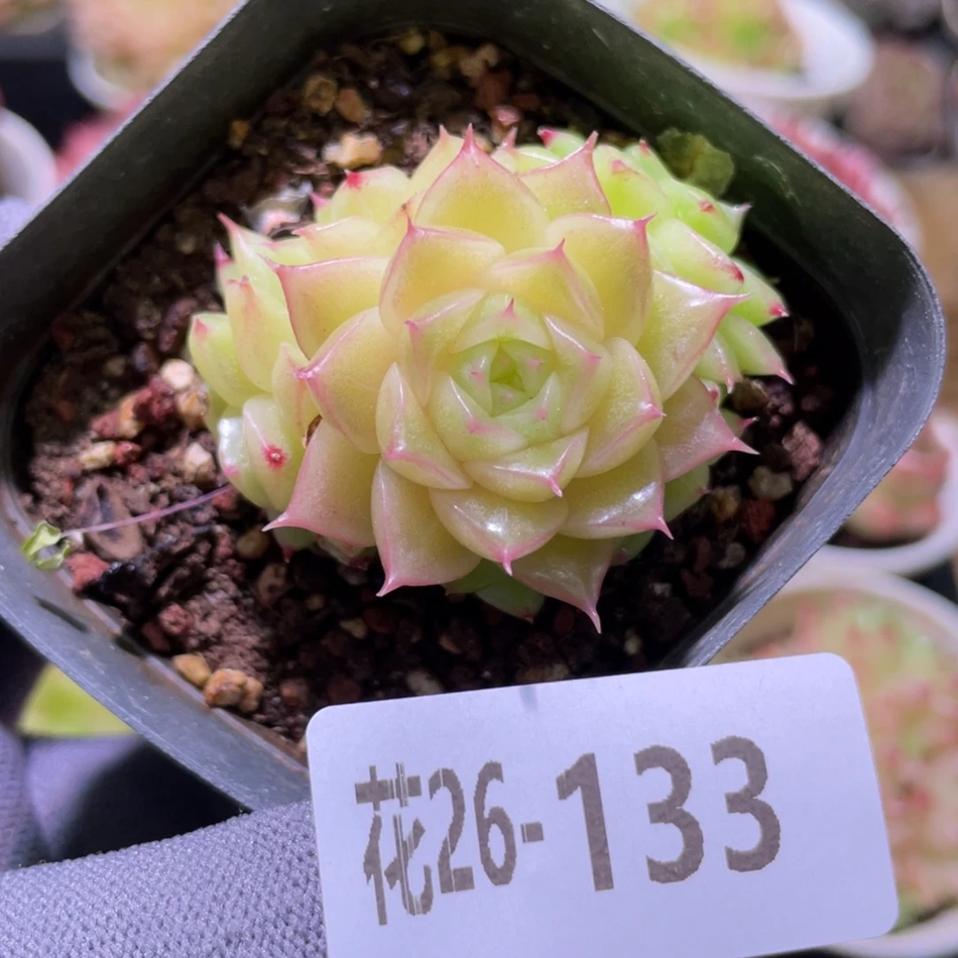 花利美26-133麦秆群