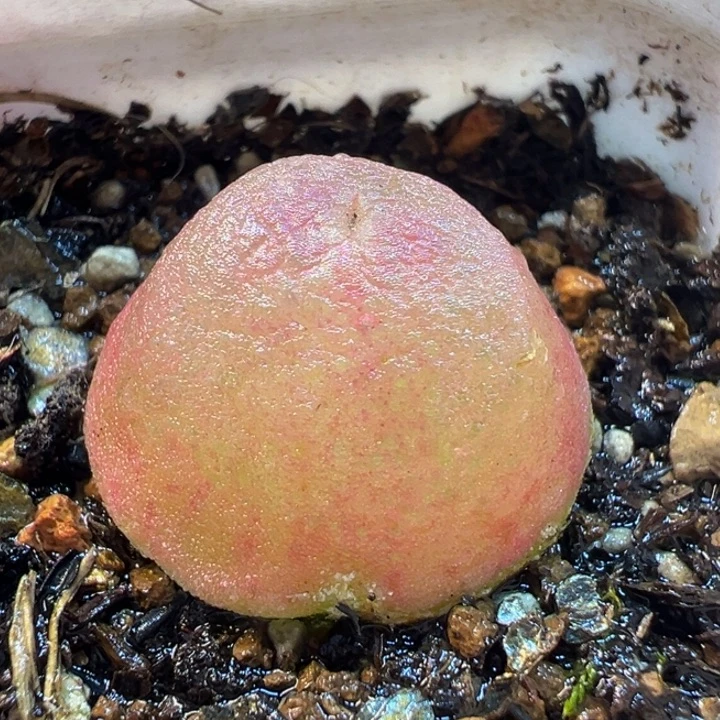 522多肉植物种类多样