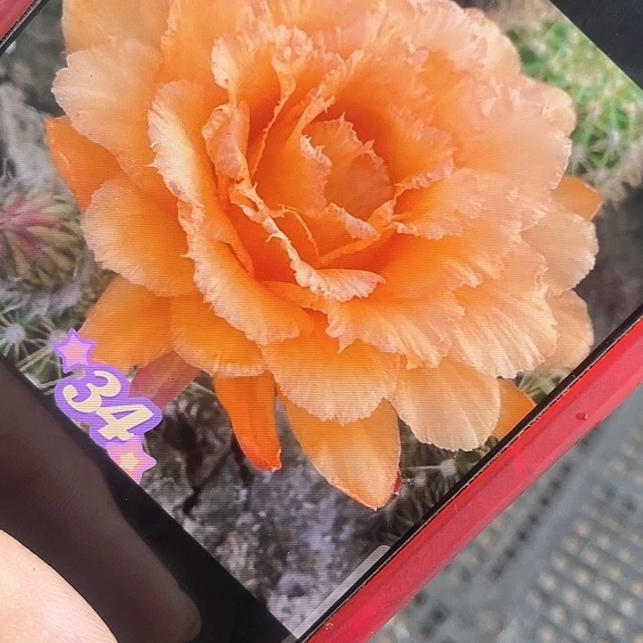 毛 青青34号歪无根侧牙5公分以上满18元包邮