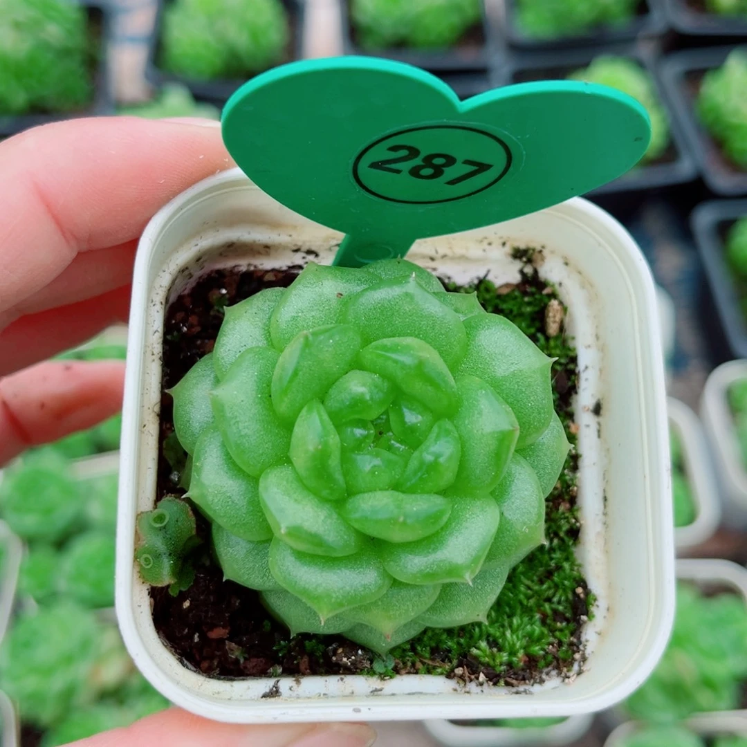 风靡园艺灯泡珍妮单头