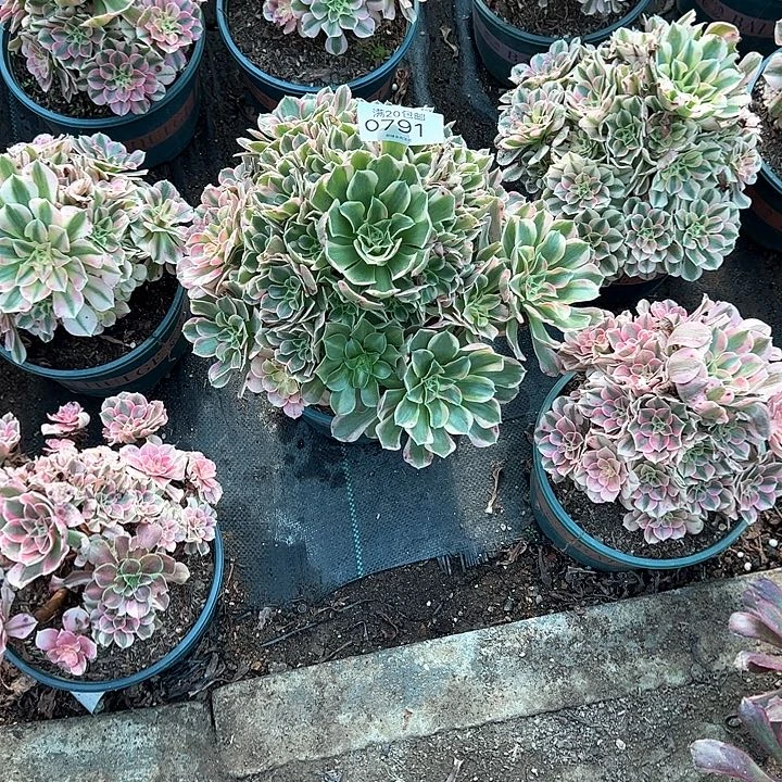 0791女郎多肉植物