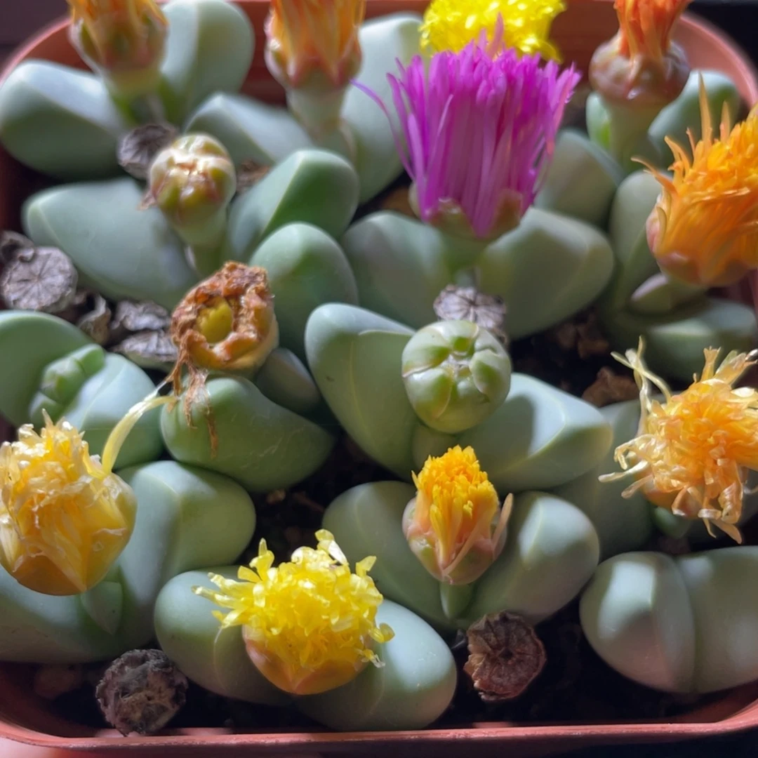 大盆特价一物一拍～9