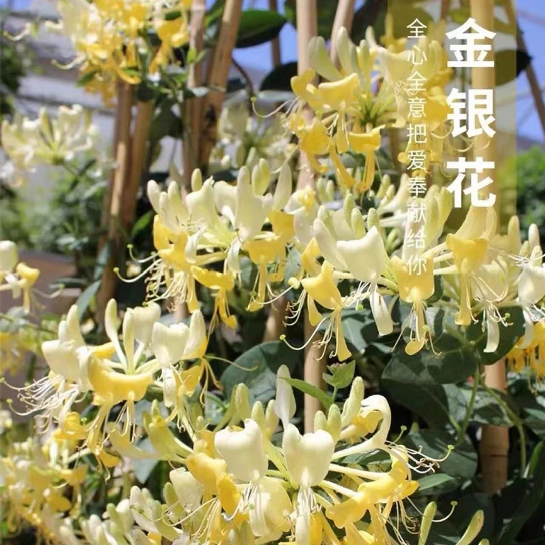 花自开金银花苗红色彩色黄色浓香多季开花卉盆栽阳台庭院爬藤植物