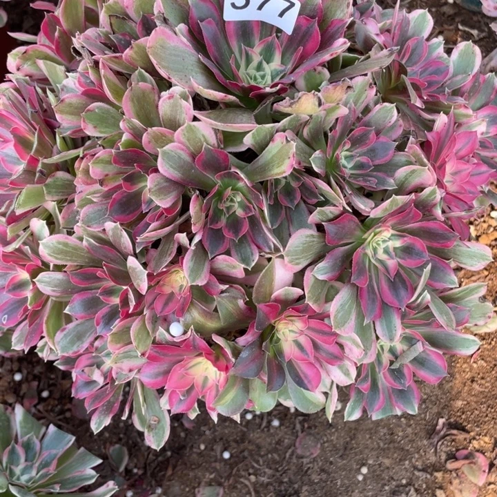 完全开放577多肉植物男神