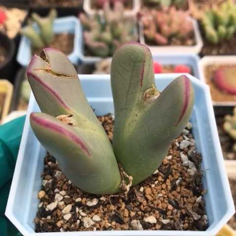 多肉肉锥 大型紫皮将