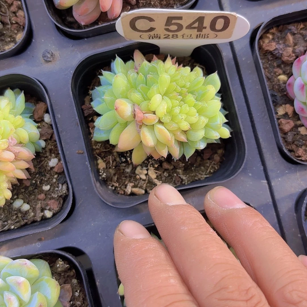 C540冰魄缀一物一拍