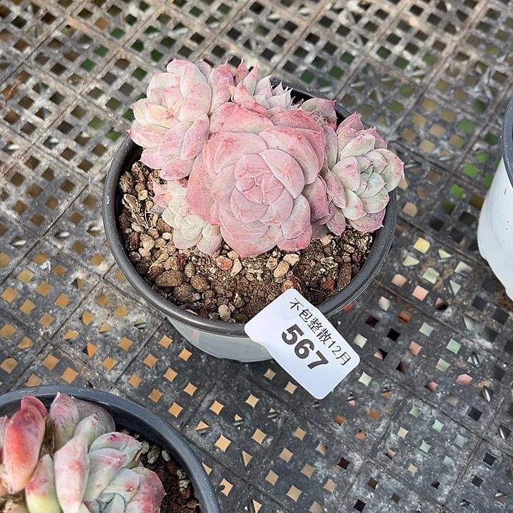 阿雅园艺。      567佳人石化