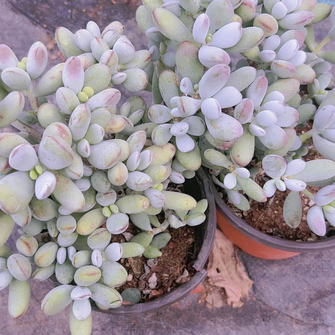 【闪购商品】大群乒乓福娘