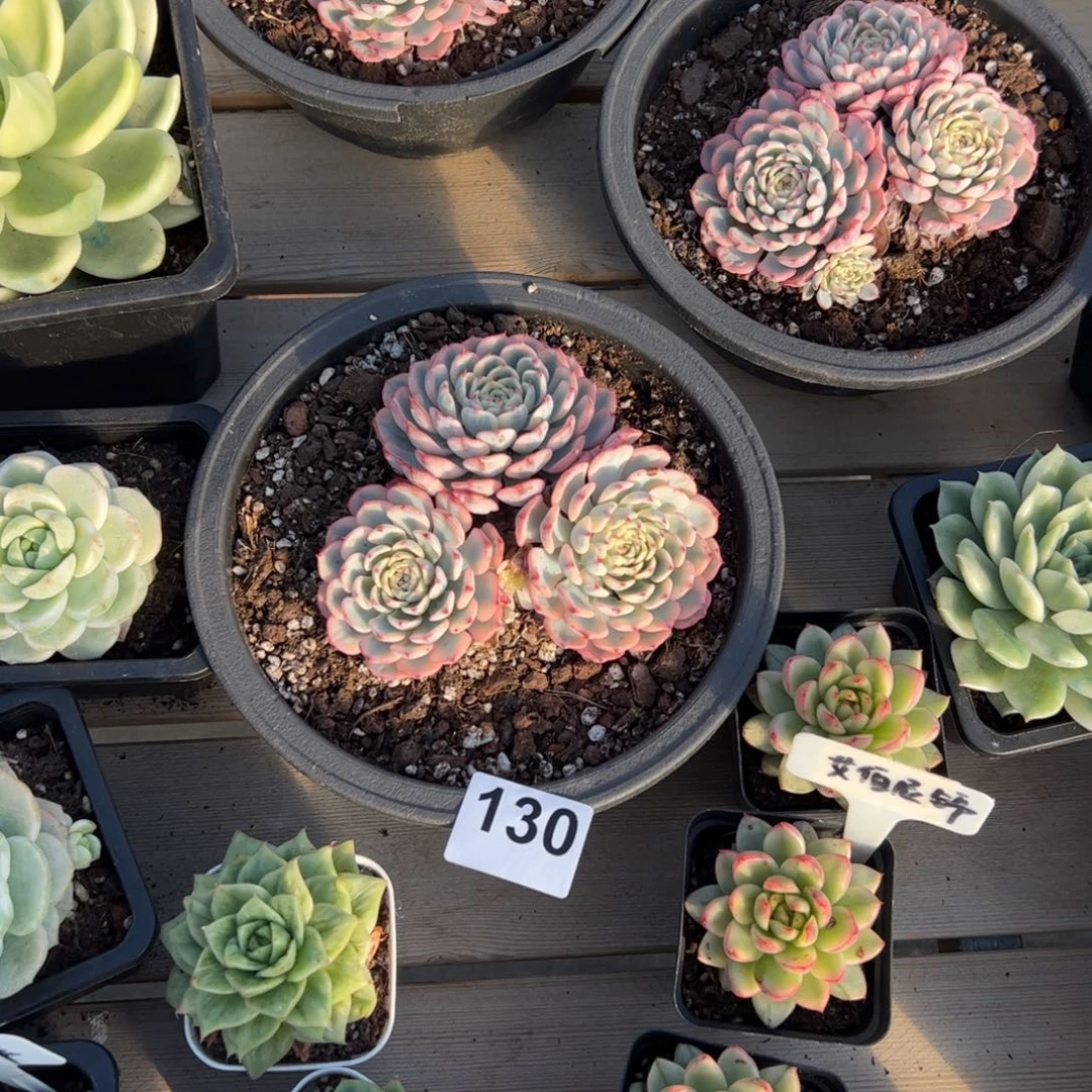 雪***光130 多肉植物组合盆栽