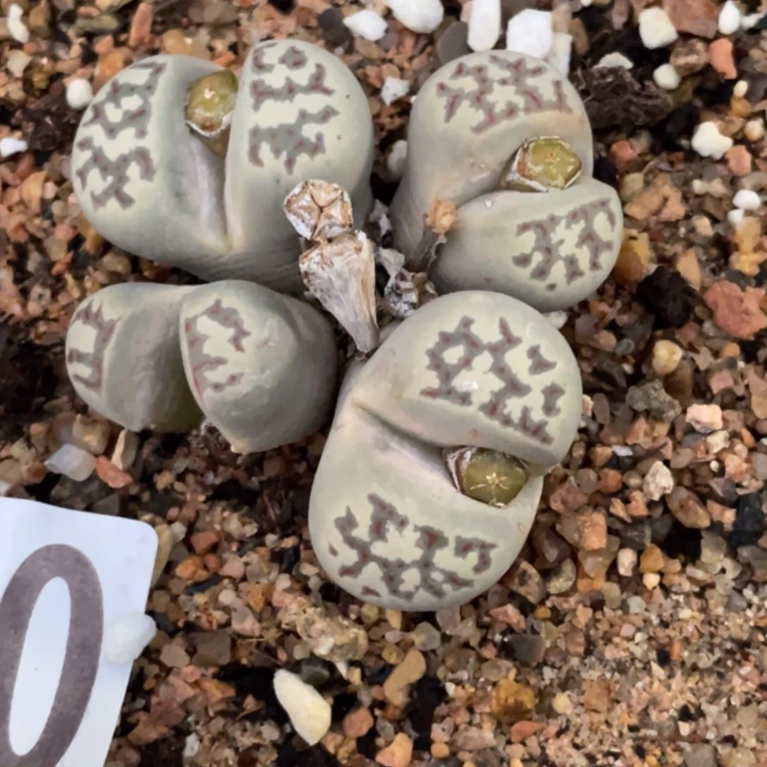 非偏远满20包邮884