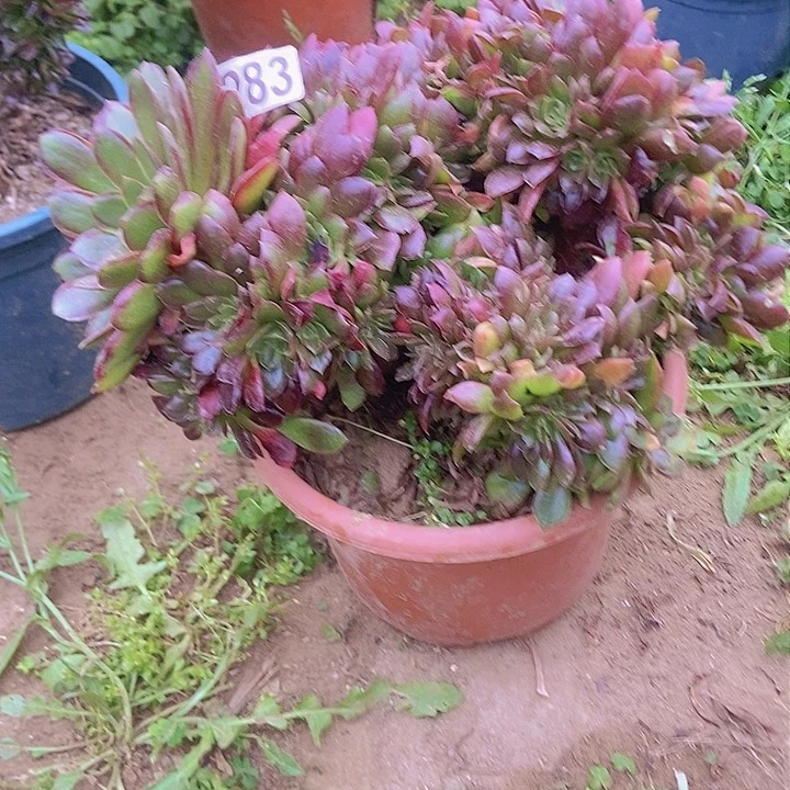 283纳加女王缀化老板子