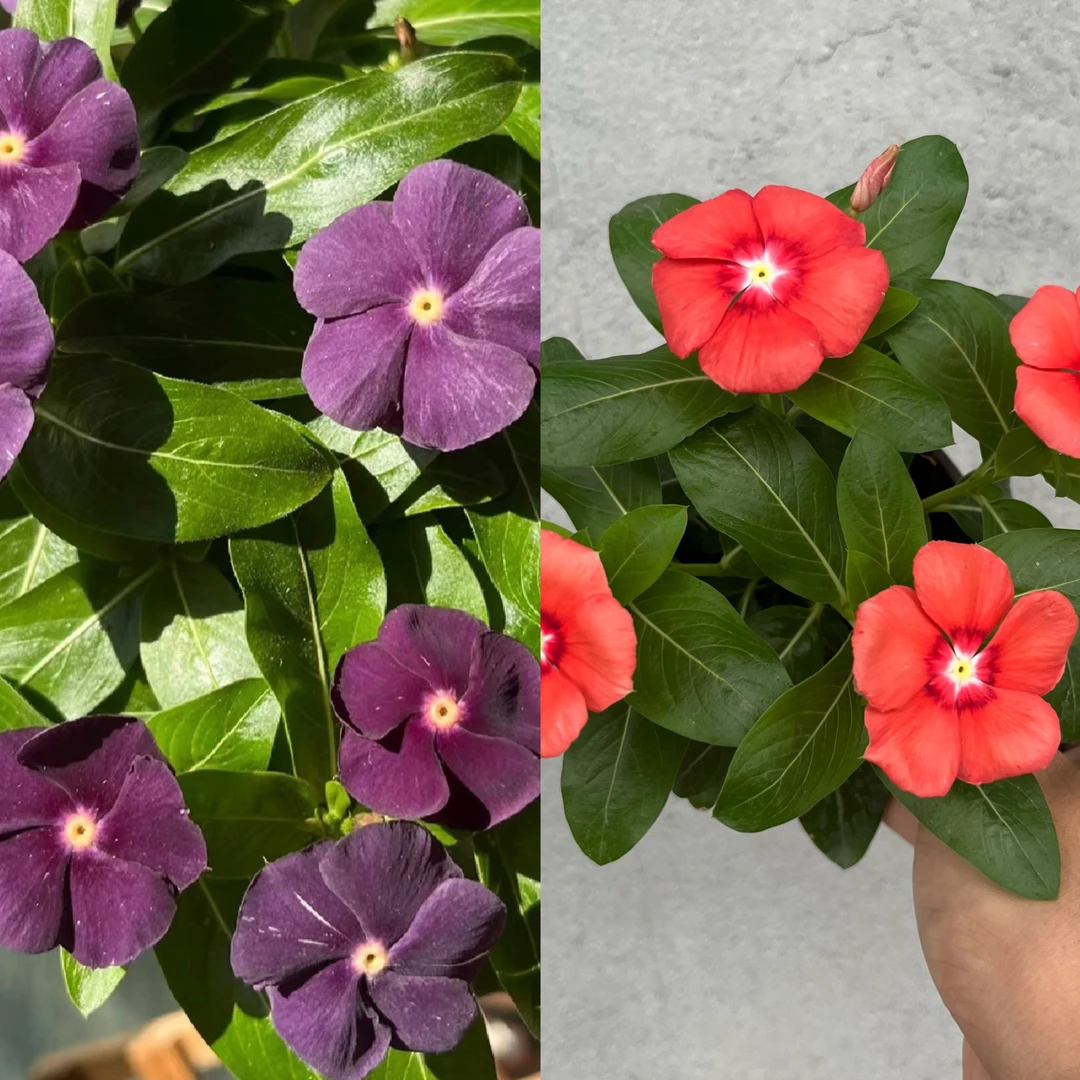 【黑莓+柑橘】稀有 颗型偏小介意慎拍马来西亚长春花耐热