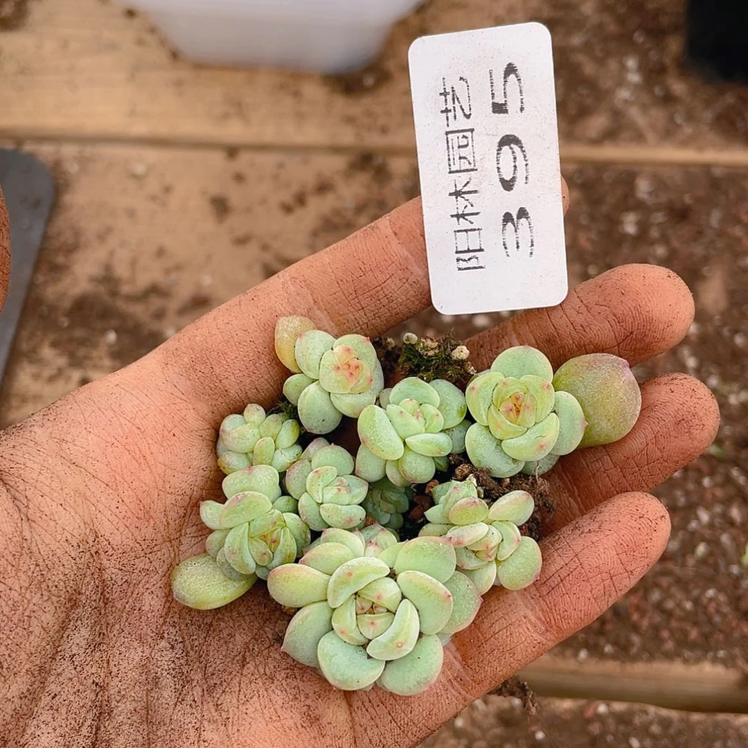 多肉植物多肉植物395