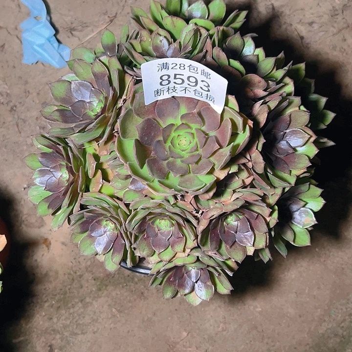 8593桃花石多肉植物