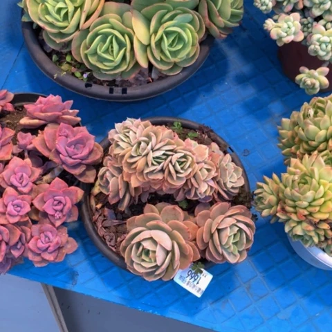 茗*1666白雪公主缀化