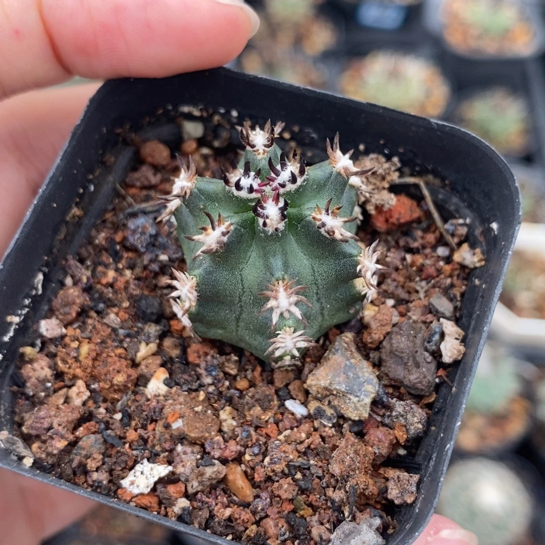 689短豪刺青花虾植播园艺