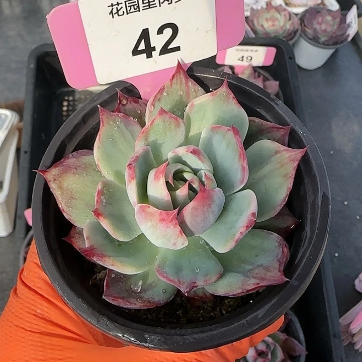 42 惊鸿仙子多肉植物6-9