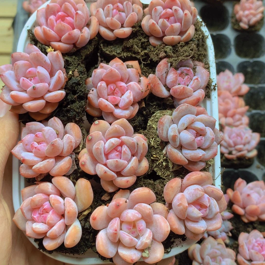 我要去买菜做饭了042