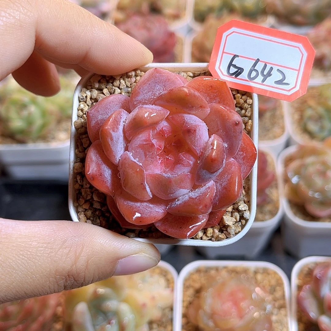 G642  琥珀珍妮多肉