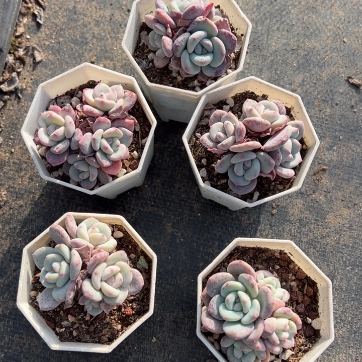 雪兰四头到手1颗量拍多肉满18元包邮下午发