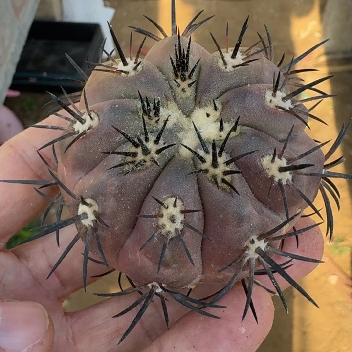 龙魔玉无根266666666