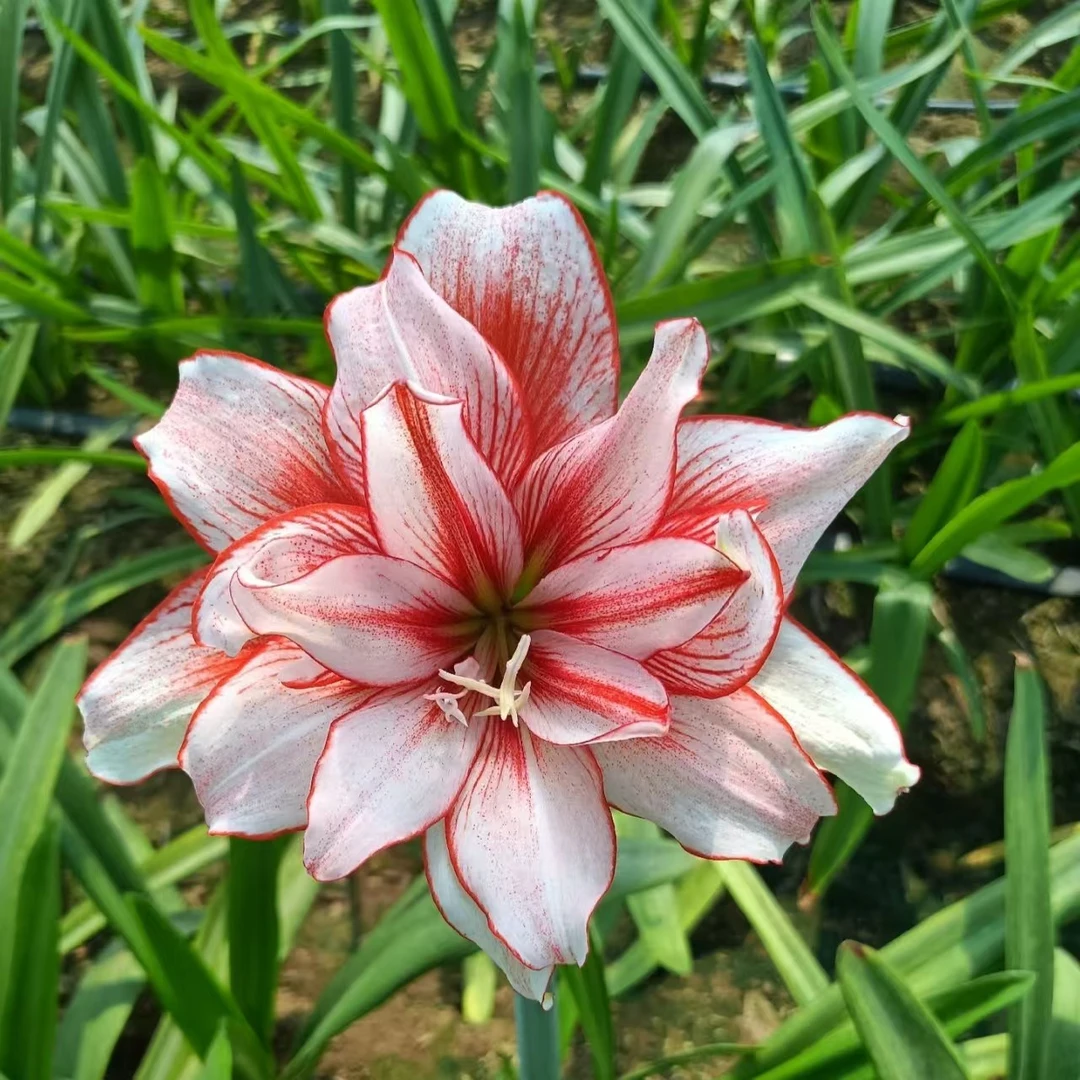 部分朱顶红开花球清仓