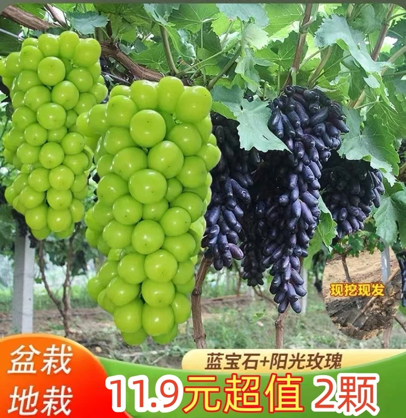 【抢！2颗】葡萄树苗阳光玫瑰蓝宝石南北方种植盆栽地载易成活