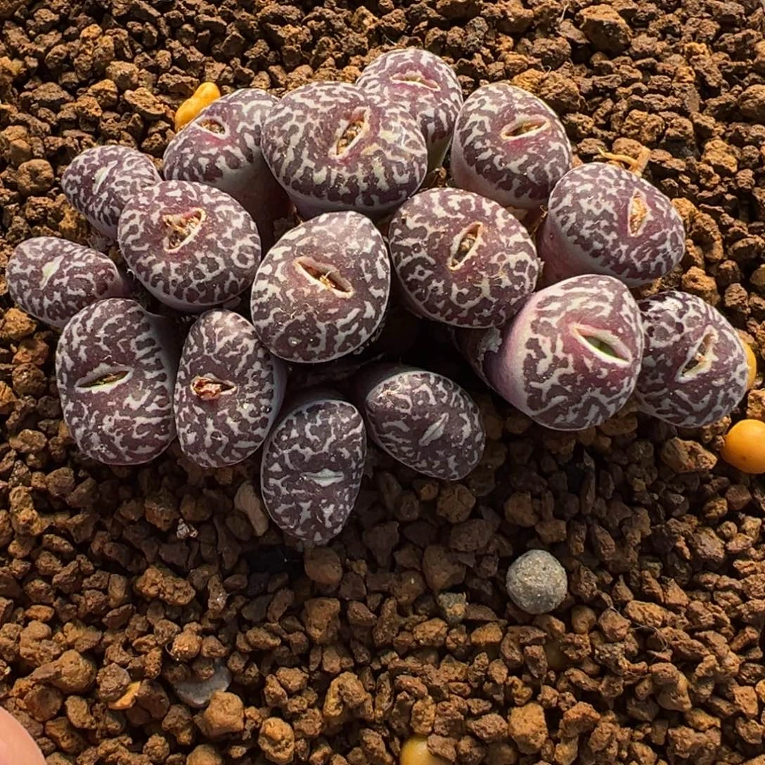 057多肉植物种类多样