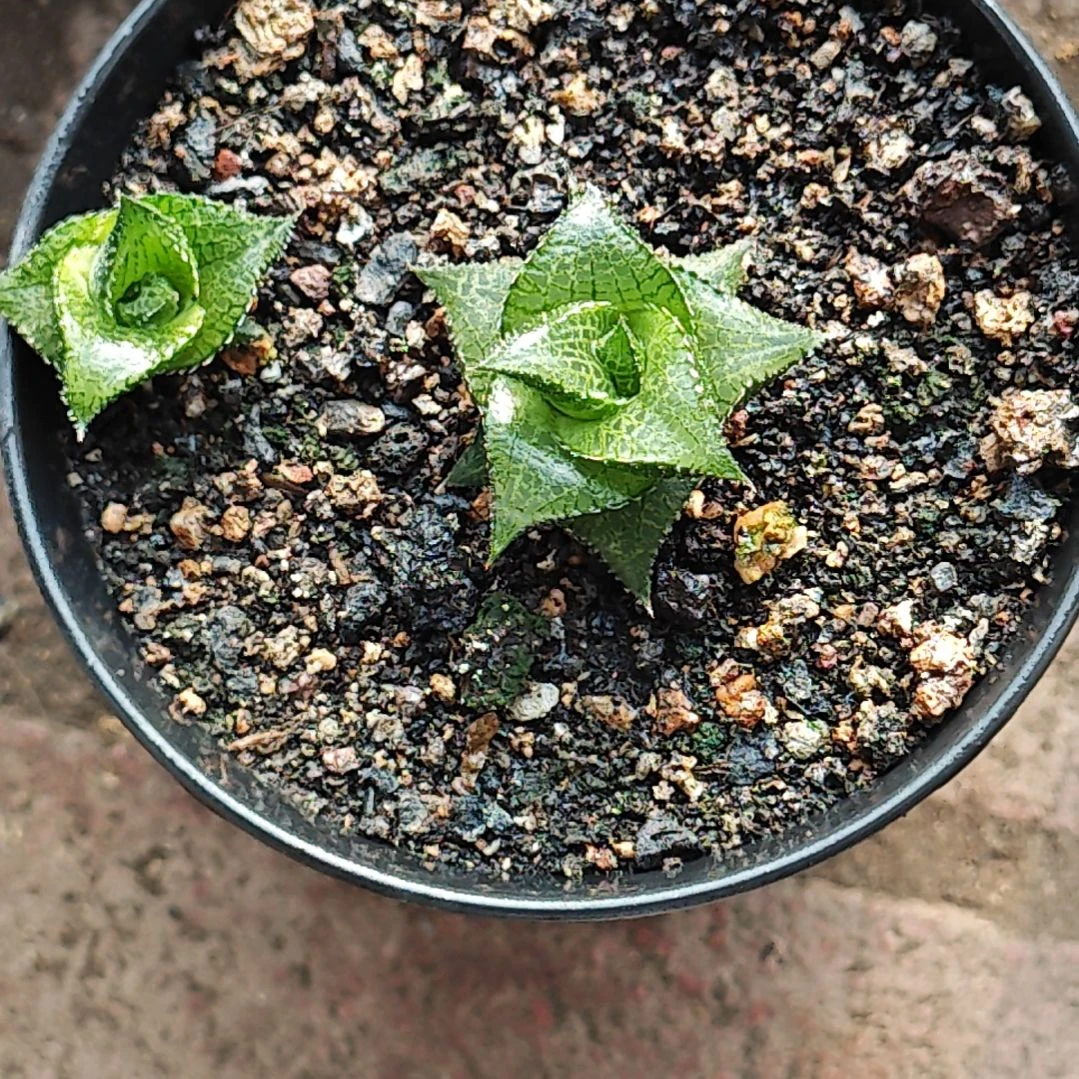 龙鳞硬叶一颗多肉植物