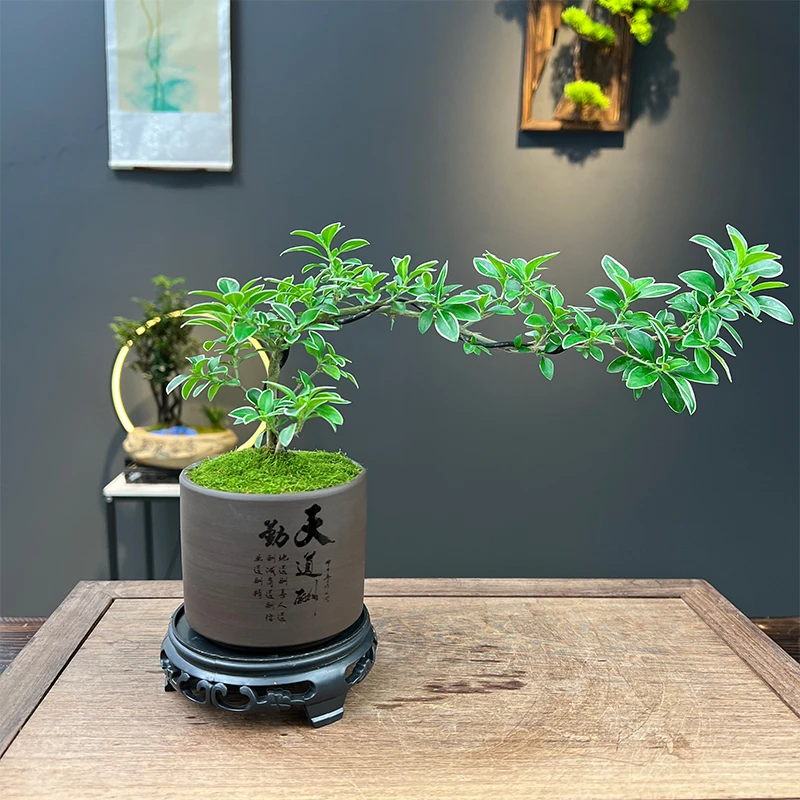 岭南名树飘枝金边六月雪室内茶桌书房桌面精致盆栽