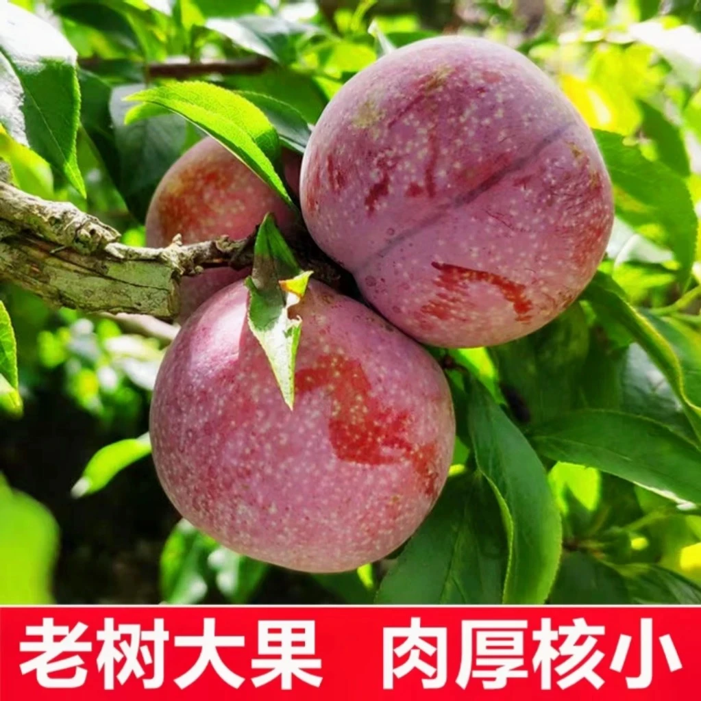 【精选现摘】广东钱排红心三华李酸脆爽口当季孕妇水果包邮