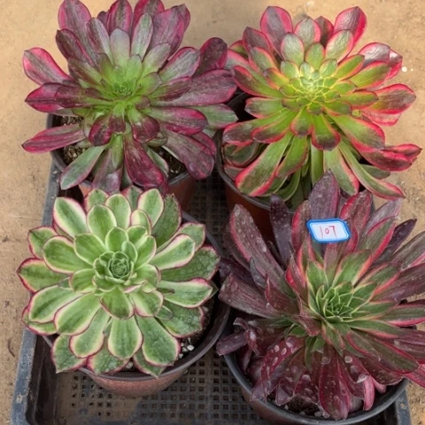 107多肉植物组合