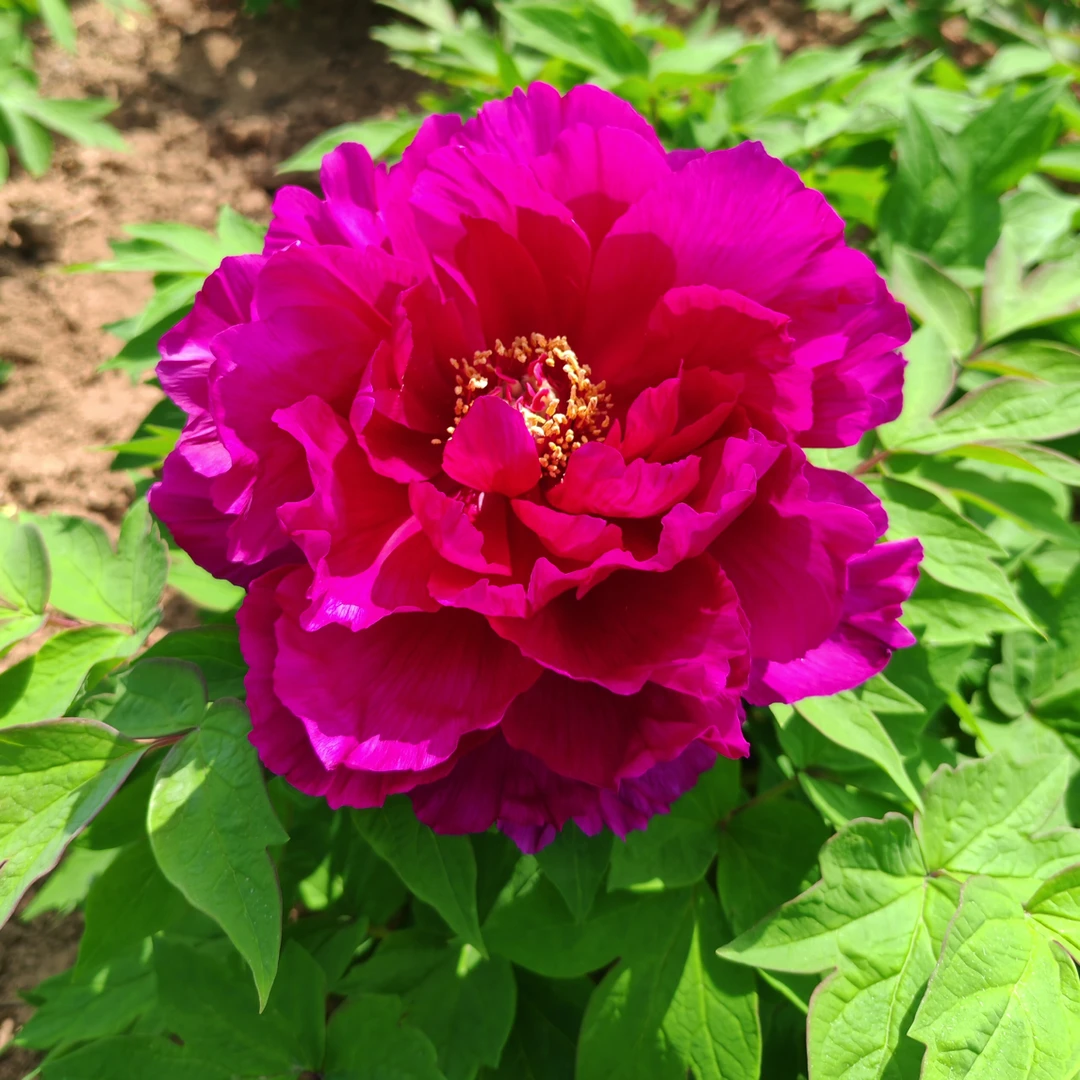 今紫紫色牡丹大花重瓣观赏大苗树苗庭院盆栽地栽菏泽基地直发