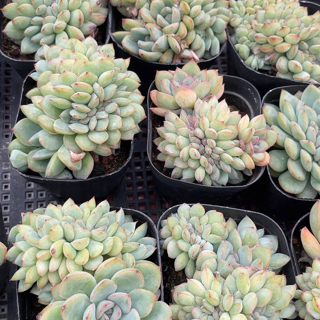 千佰艺园艺不知名缀化