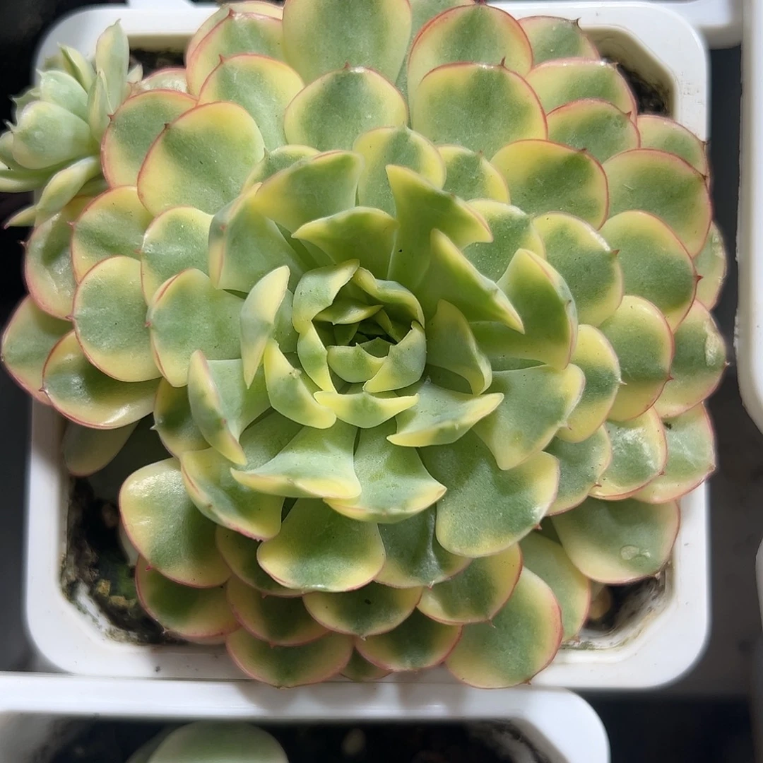 满38包邮梦幻玫瑰锦