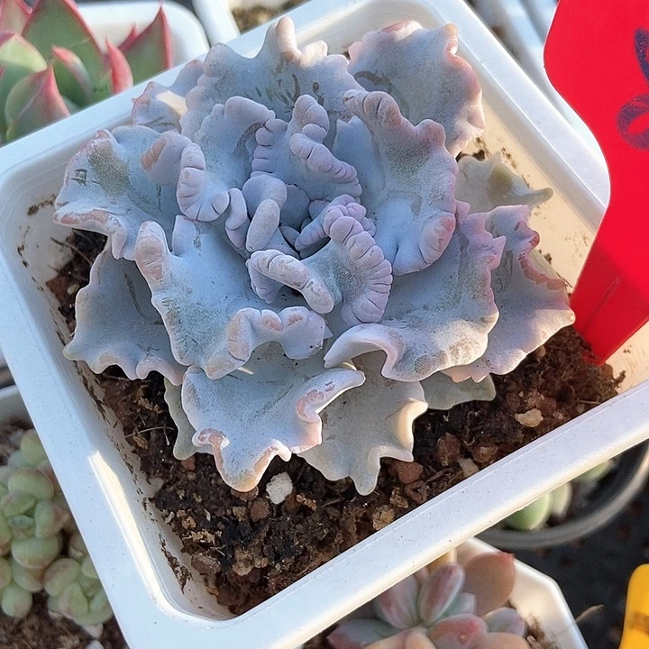 多肉植物饺子皮861