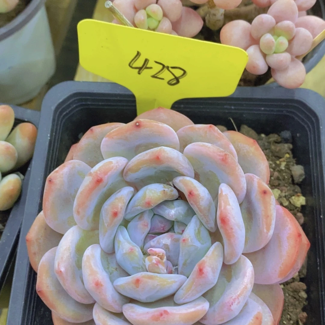 清货，专场，不做对比，一物一拍