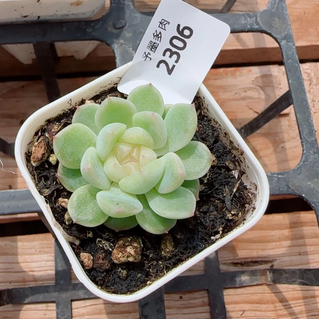 泼天富贵,2306多肉植物