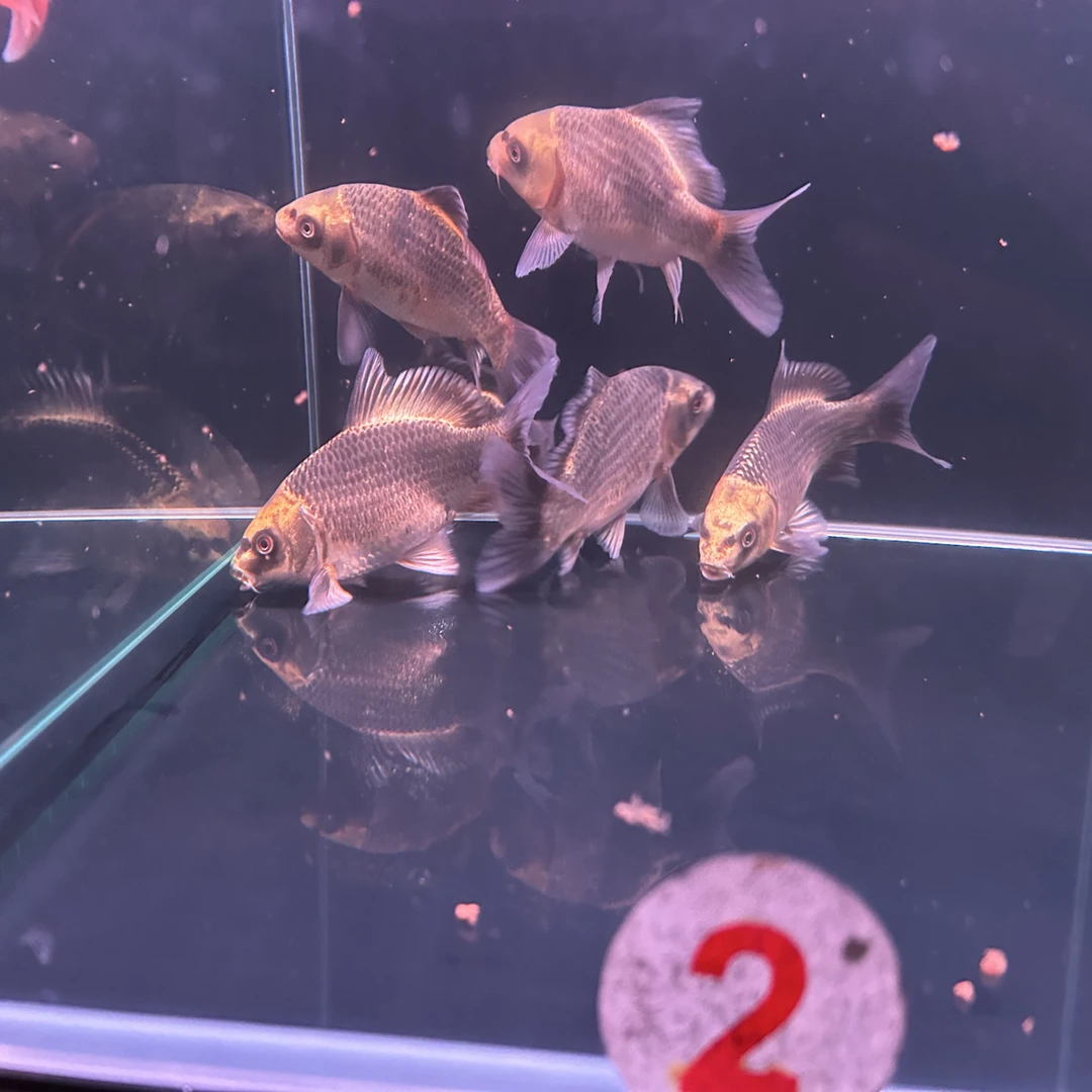 黑红熊猫蝴蝶鲤（7号缸）