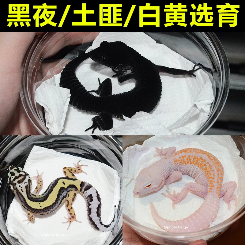 【爬宠而已】豹纹守宫-黑夜土匪白黄选育一图一物挑选链接
