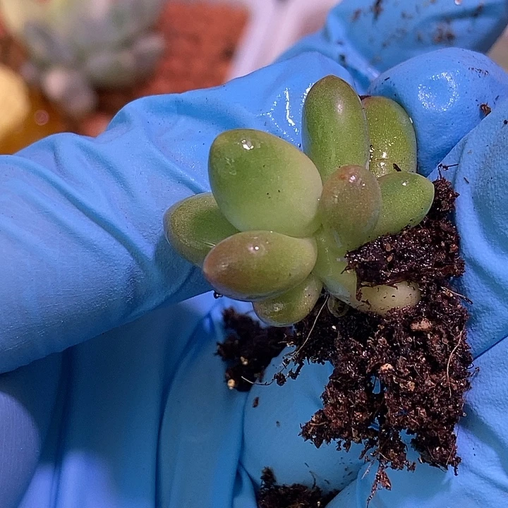 Kk奶酪锦多肉植物