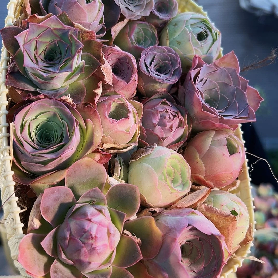 花篮一篮。B334.334