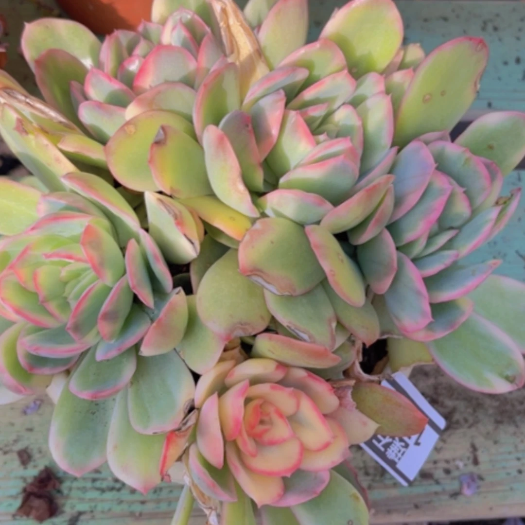 【闪购商品】绮罗锦1718