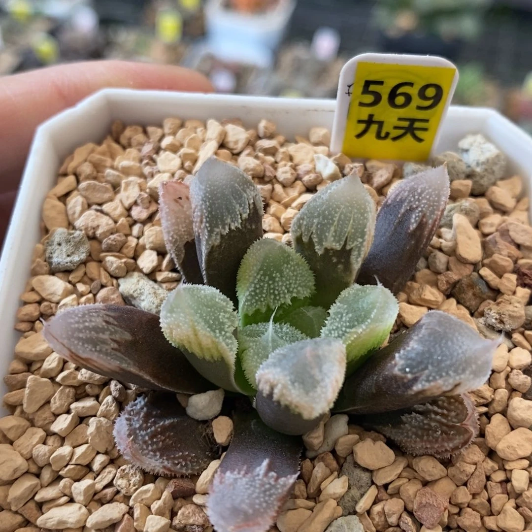 569号全窗白帝城带盆