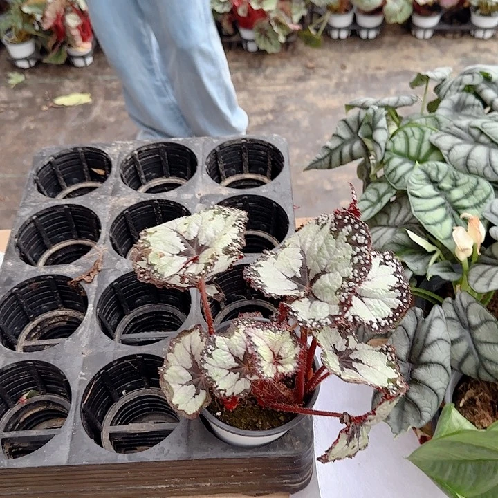 完全开放福利秋海棠多尔切皮塔一颗