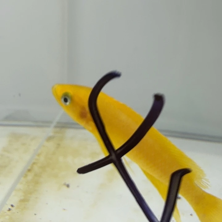 澹***泊海水人工黄天堂鸟一对