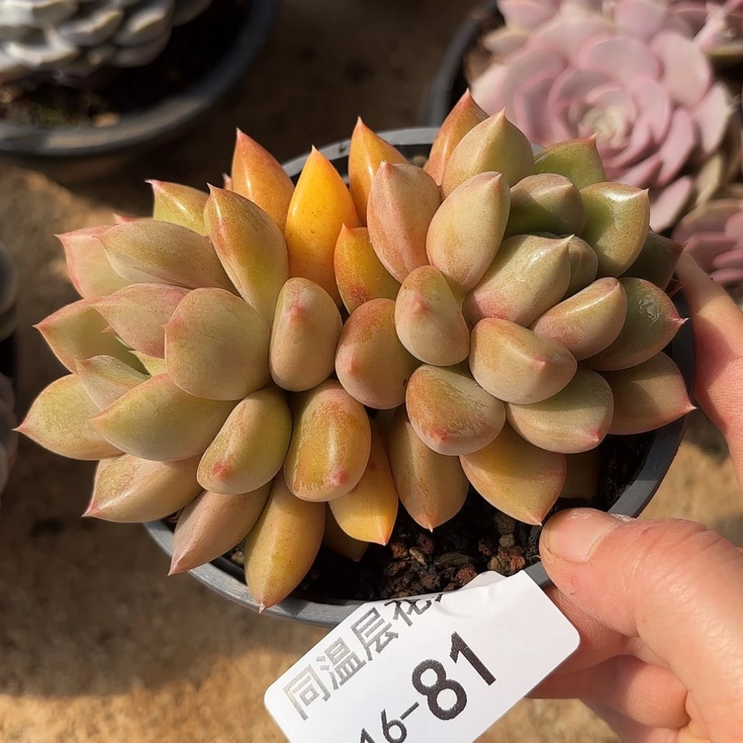 同温层多肉象牙81