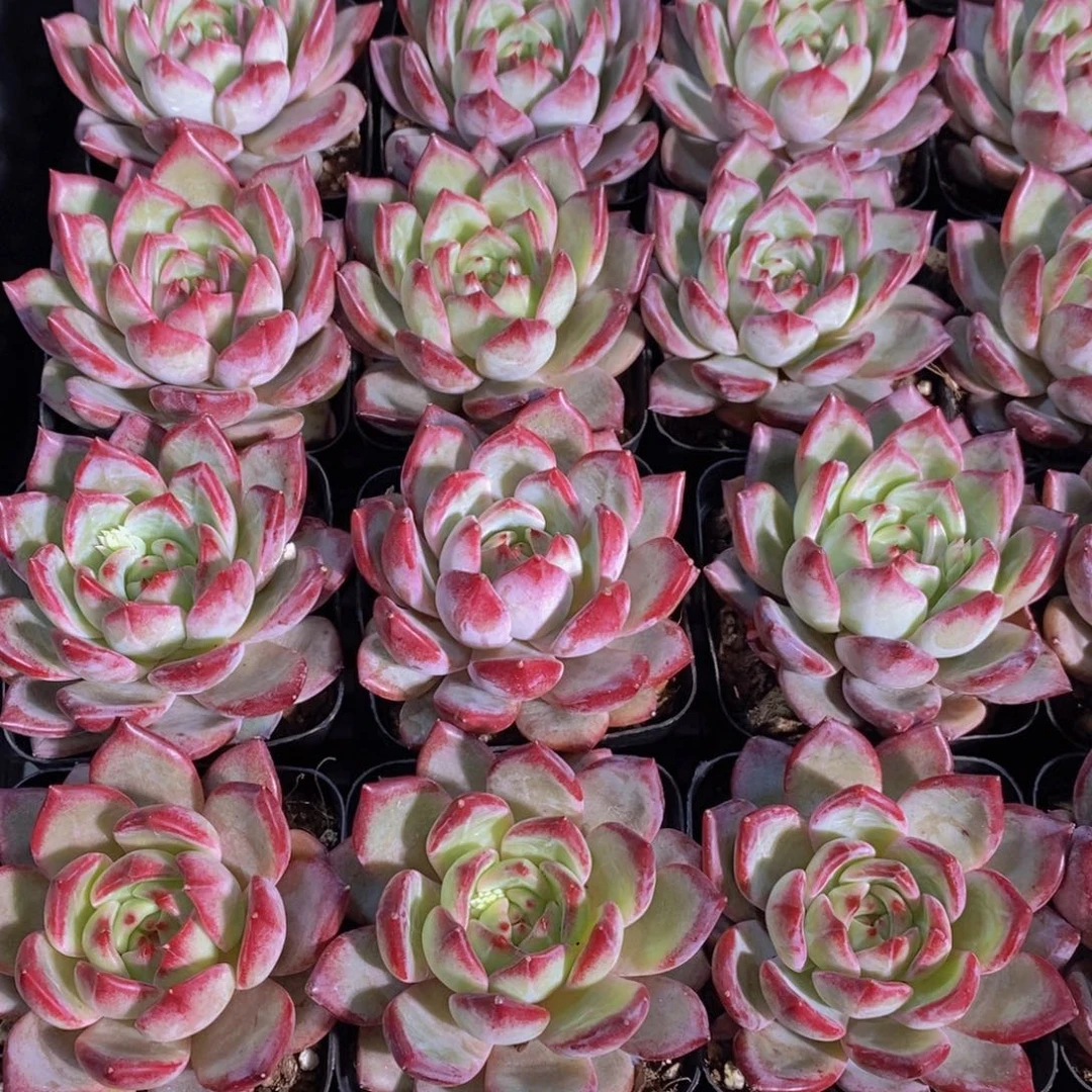 量拍50号 M母本果冻夜魔侠单头一个