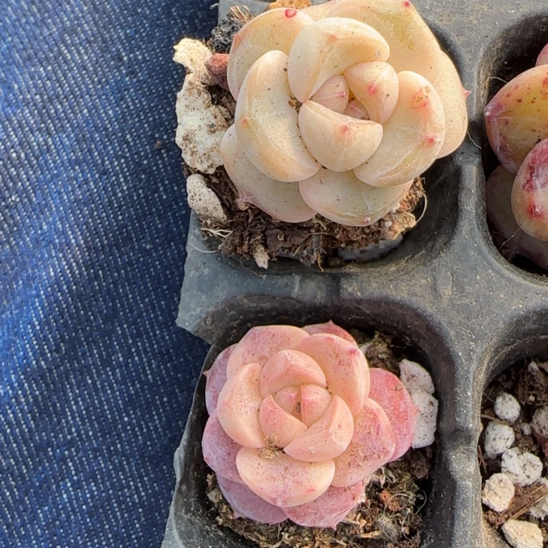 多肉小卡拉米糖心一物一拍