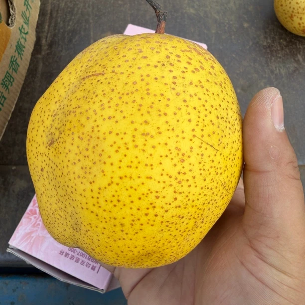 蓟县山坡雪花梨4.5斤-5斤当季新鲜脆甜多汁